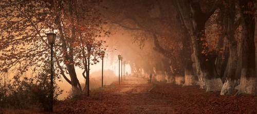 фонарь, парк, лес, деревья, аллея, туман, осень, тропинка, тротуар, оранжевые, коричневые
